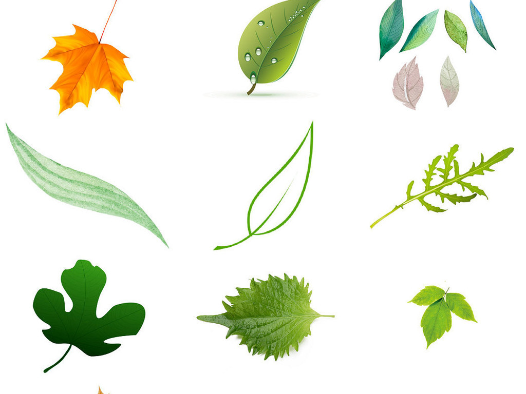植物一片叶子免抠png设计素材4图片