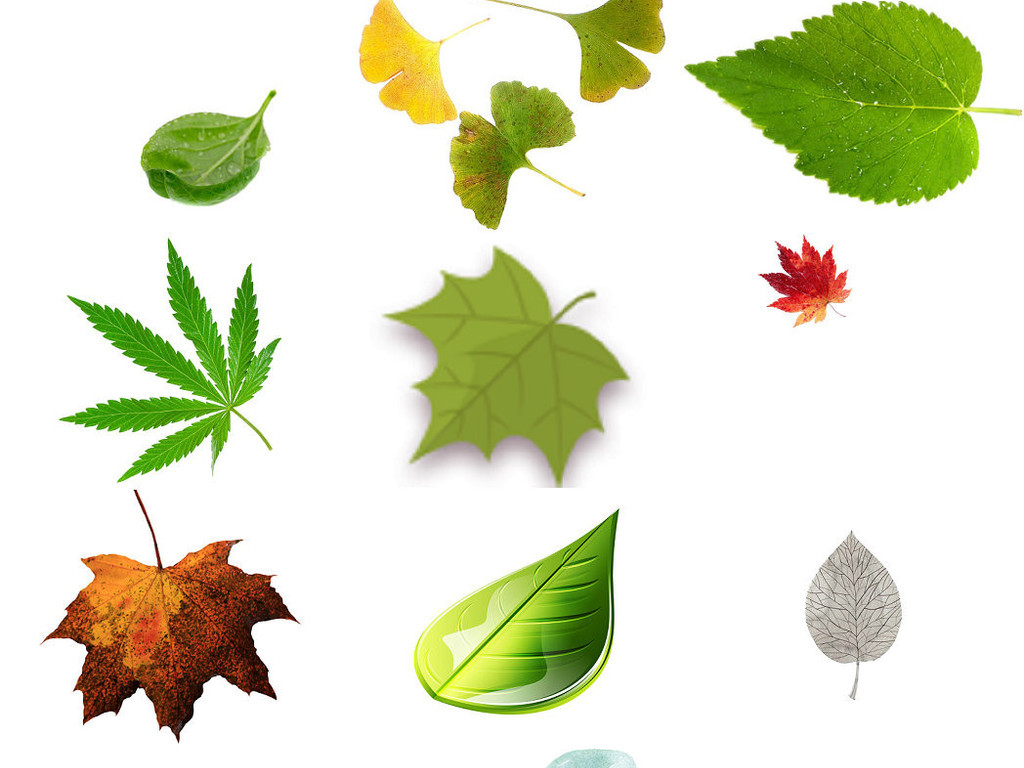 植物一片叶子造型设计素材1图片