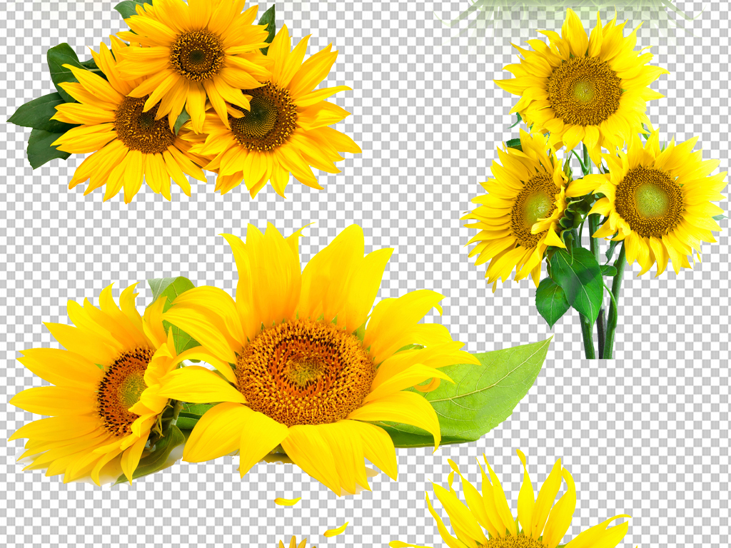 向日葵png免抠素材透明元素