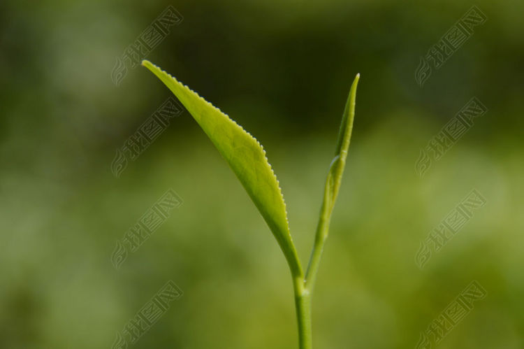 海南白沙绿茶图片素材_高清 矢量图大图下载(
