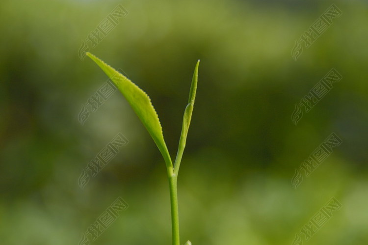 海南白沙绿茶图片素材_高清 矢量图大图下载(