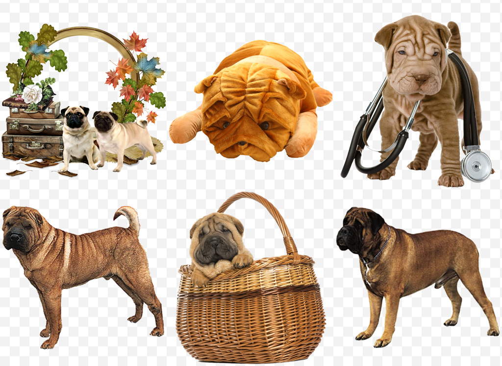 可爱沙皮狗猎犬沙皮狗斗牛丁丁宠物狗png