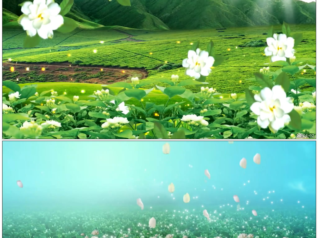 茉莉花钢琴曲(清新唯美茉莉)视频