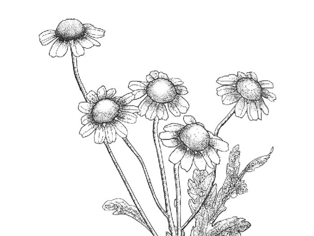 手绘素描植物花卉