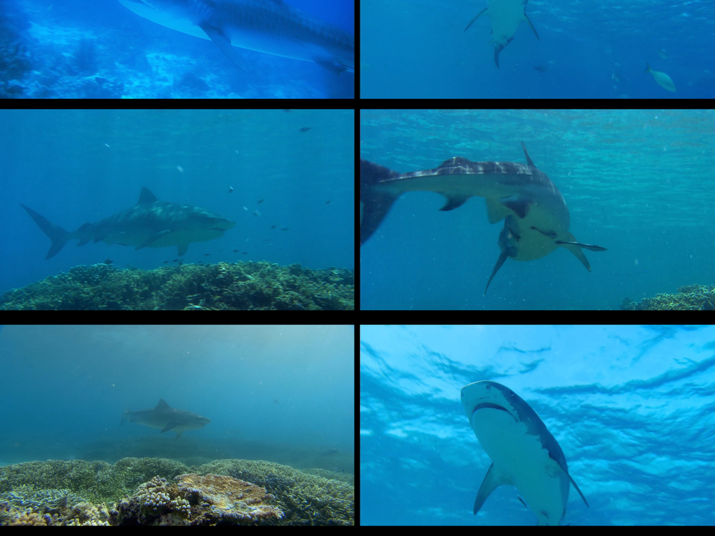 鲨鱼的视频播放海底世界 17032474-8fce8a54325db479923dde67ba474a75-1.jpg