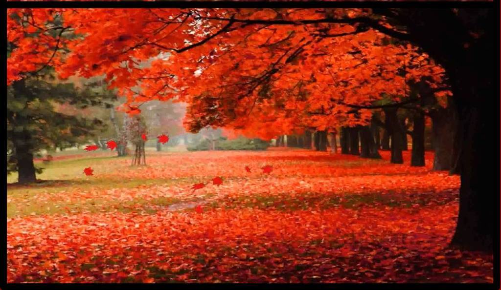 唯美枫树林秋天落叶景观视频素材