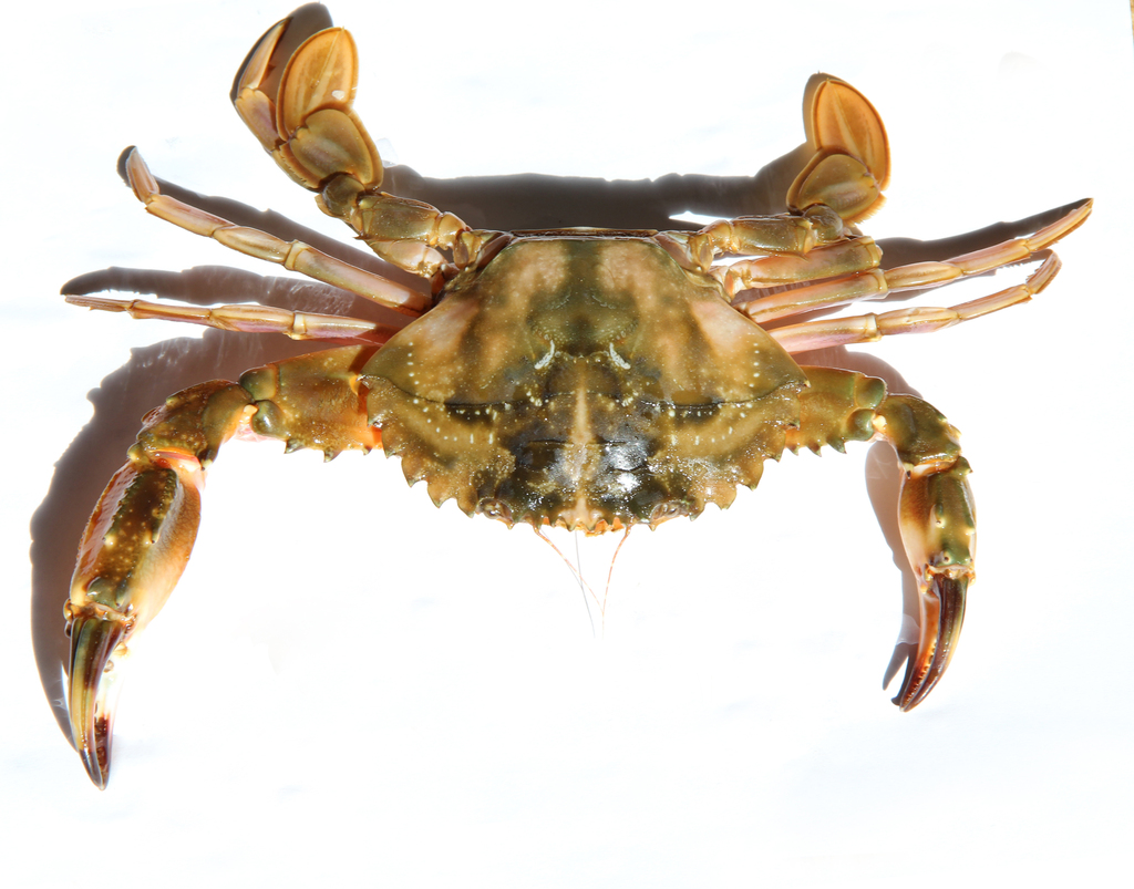 花盖蟹螃蟹图片素材_模板下载(3.46MB)_其他大全_生活工作