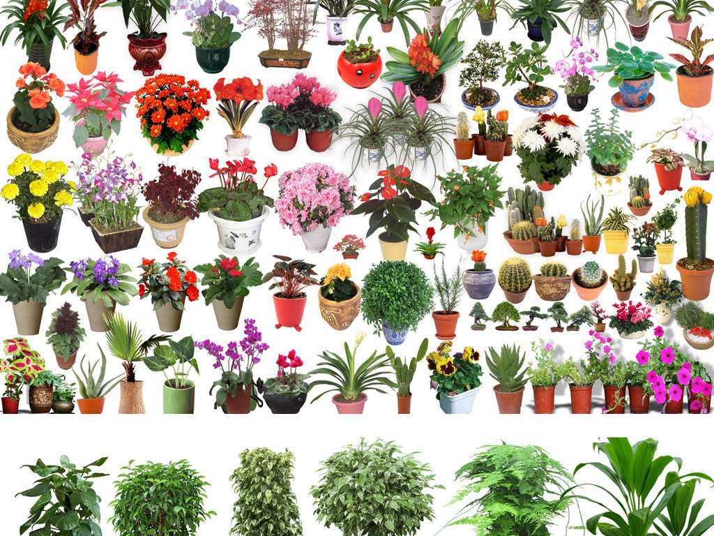 500个室内外植物花卉psd分层图