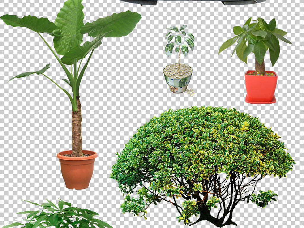 40款发财树花苗家居摆件植物盆景png图片下载png素材