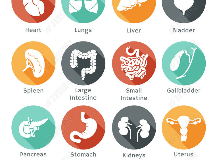 扁平化医院医疗医用人体器官牙齿健康科技化学