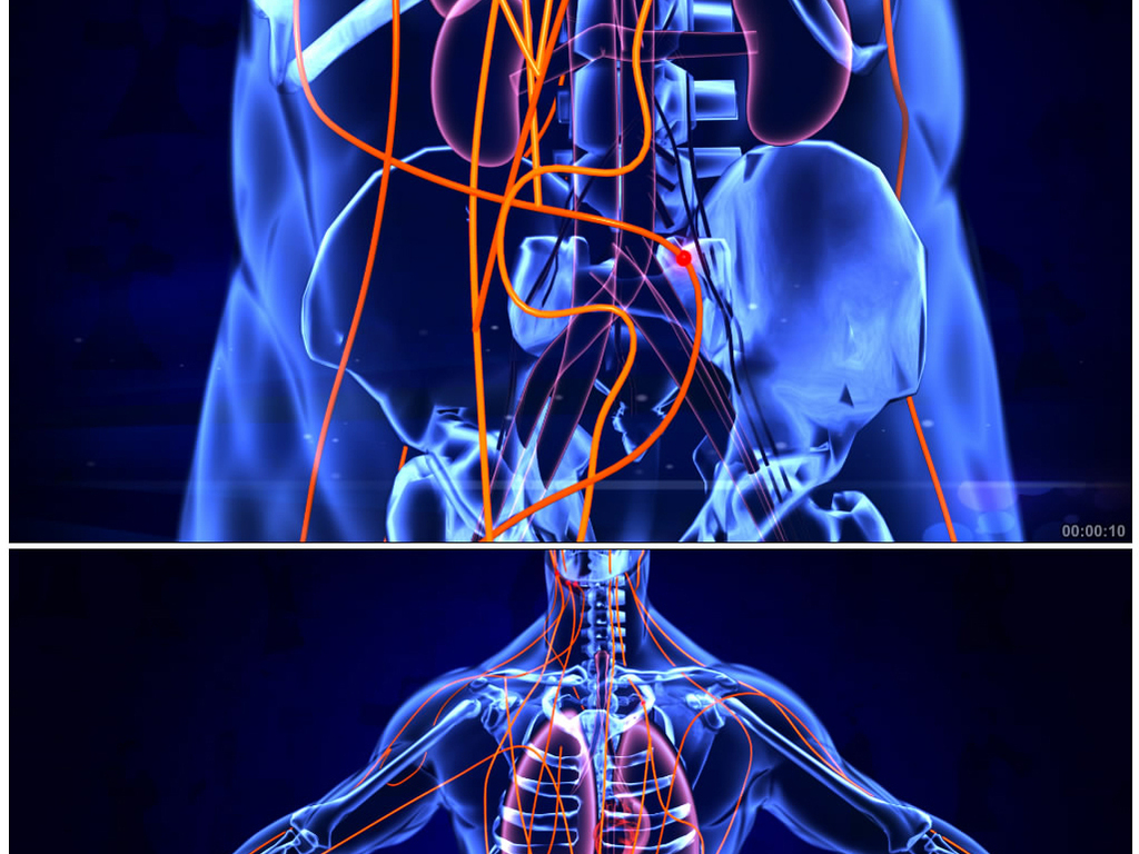 三维人体结构经脉动画宣传视频素材