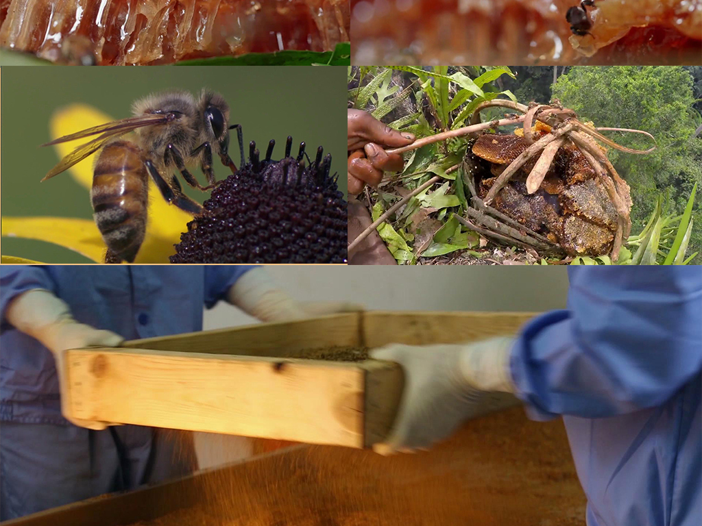 蜜蜂来采蜜完整视频 17101153-30a0261c0e8ff9c57dcd0b7df4d7fc94-1.jpg