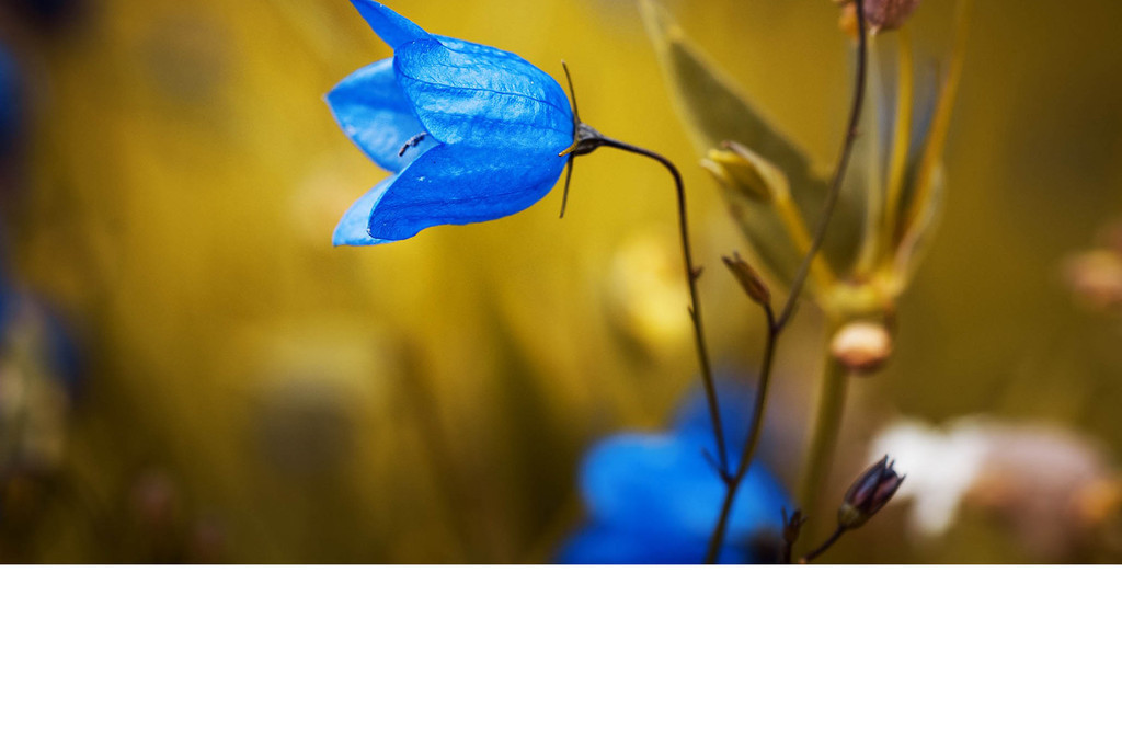 高清蓝色风铃花北欧