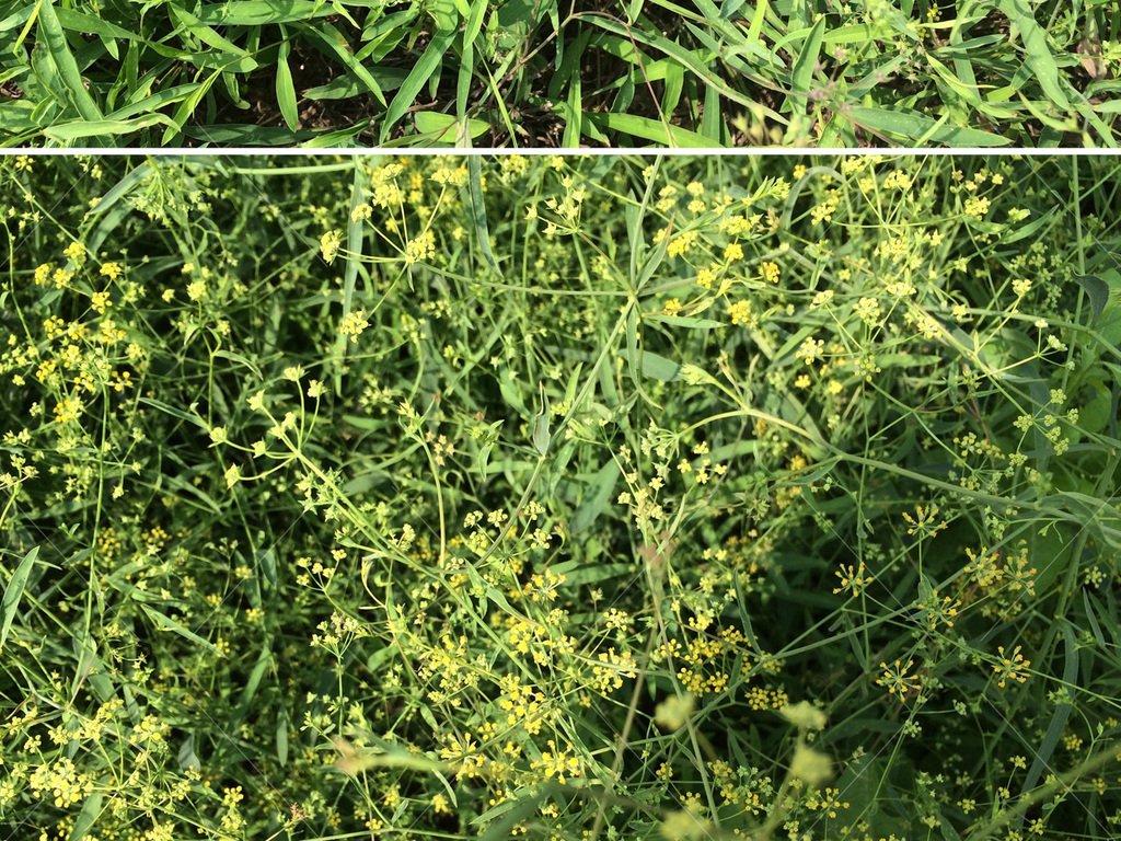 中草药图谱下载 17170046-0cbf37c8f3be73b71b5bbde057b83054-1.jpg