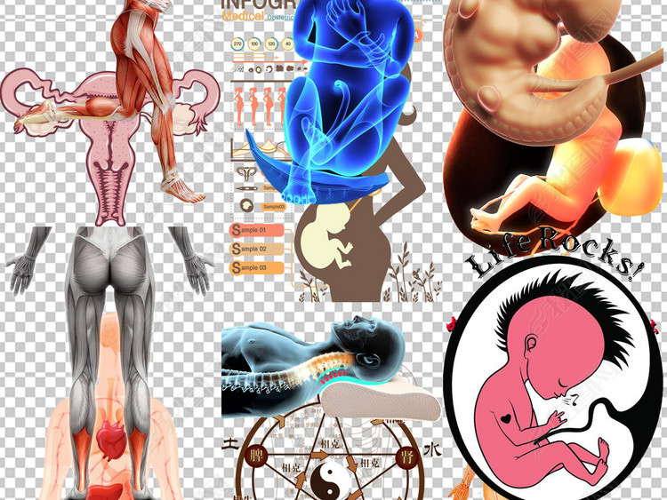 医学解剖物理治疗人体器官康复理疗图片