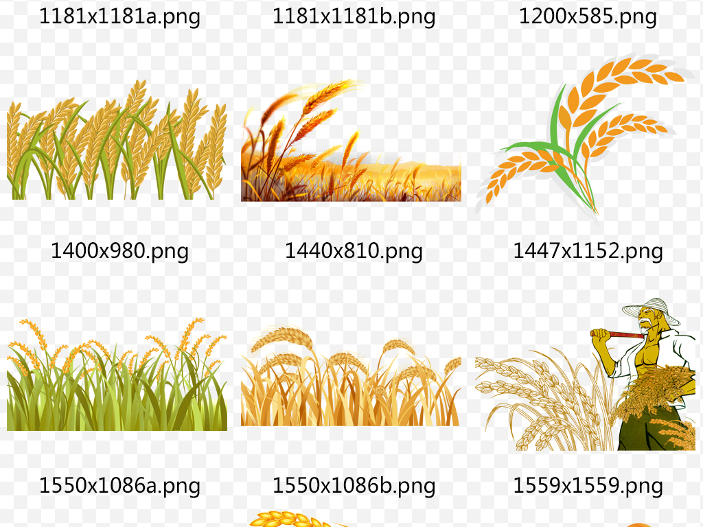 秋季稻田金色麦穗大麦稻子png素材