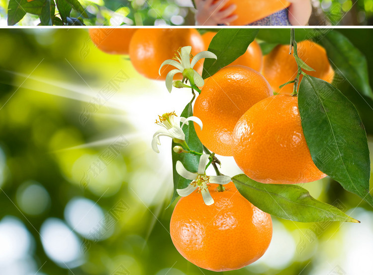 四会沙糖桔采摘柑橘桔子橙子鲜橙桔子果子