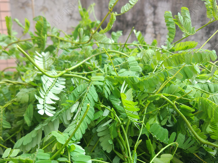 鸡骨草图谱猪横利汤广东老火靓汤中药材