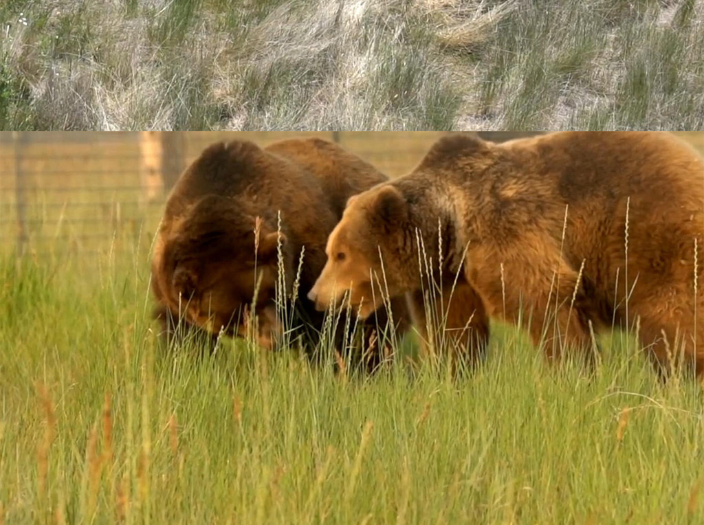 小猫的视频大全动物世界 17298469-26c1b7b8f645bebf6be4e47a14b6b727-2.jpg