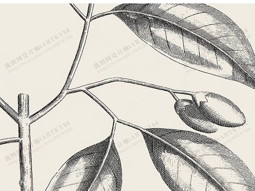 黑白装饰画植物图谱图鉴线条植物树叶装饰画图片