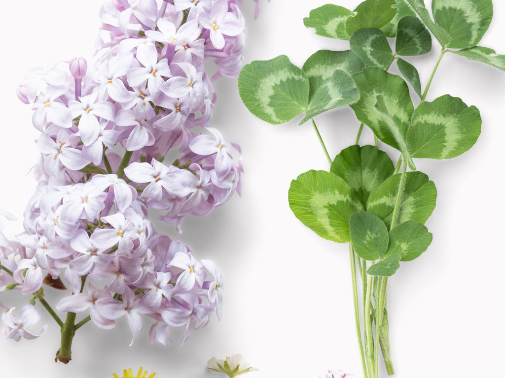绿色植物树叶花朵psd高清免扣素材