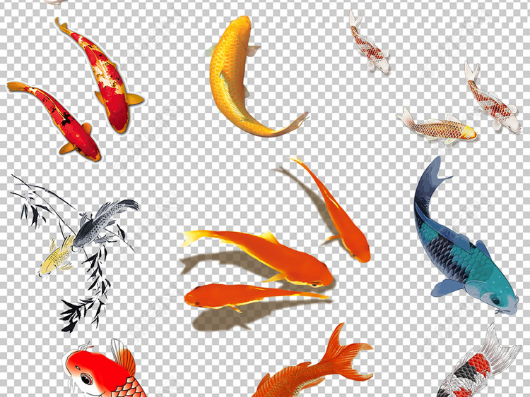 中国风古典鲤鱼锦鲤金鱼png免抠素材