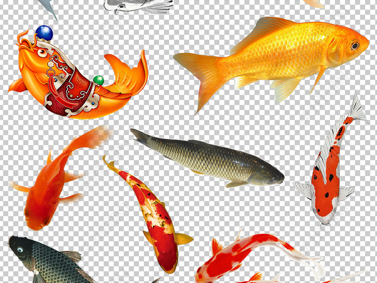 中国风古典鲤鱼锦鲤金鱼png免抠素材