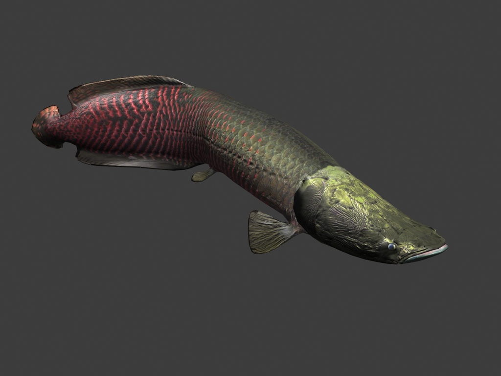 南美食用淡水鱼巨骨舌鱼带FBX格式带动画