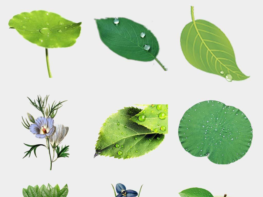 绿叶子的树 17506452-6d5f7ec9fd9e02dacd25ed8972eb3dff-5.jpg