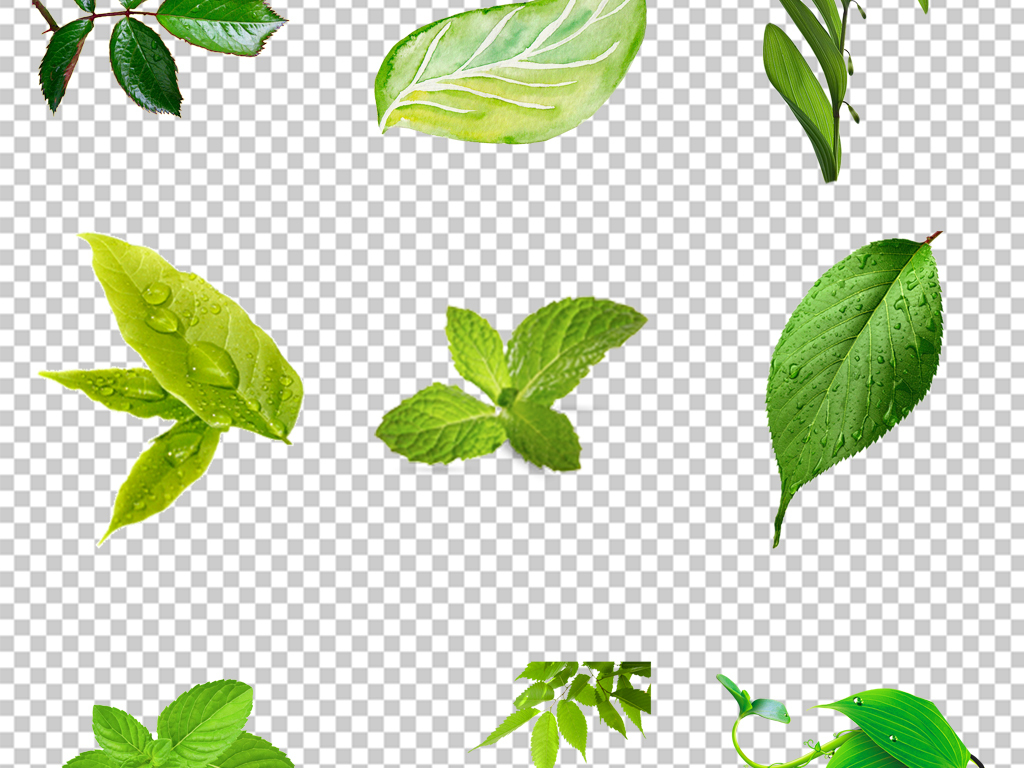 手绘插画水彩绿叶小清新绿植png设计素材图片