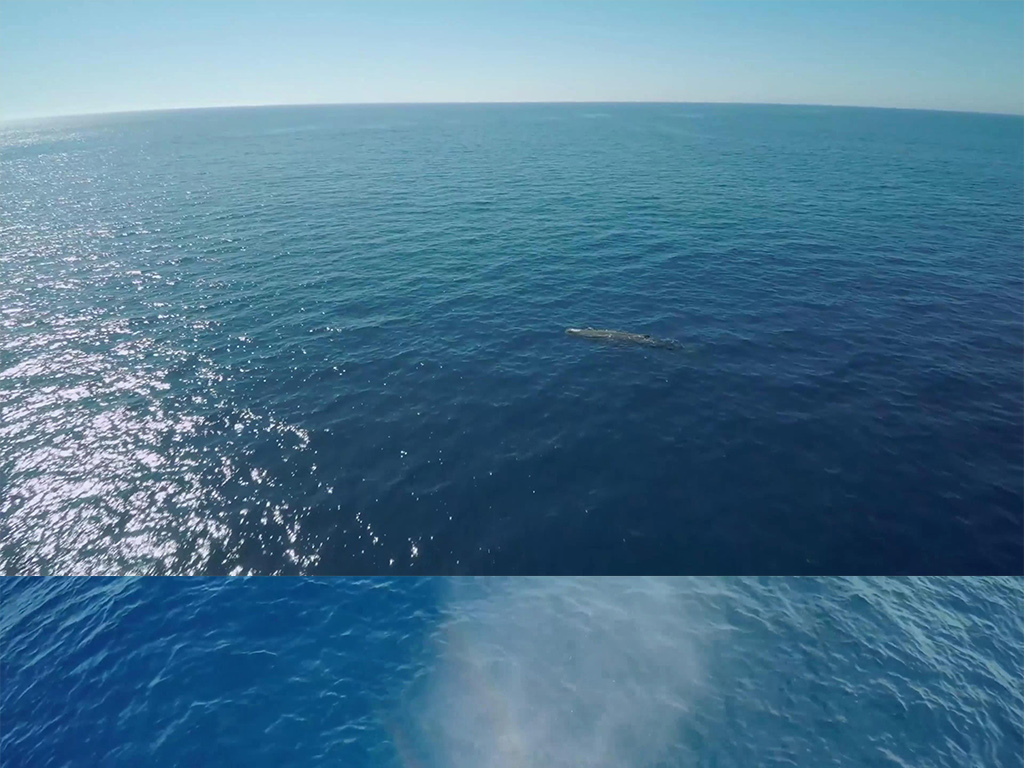 鲸鱼视频大全高清播放 17519601-1cf4d36437731d1dad099e101acd2ff2-0.jpg