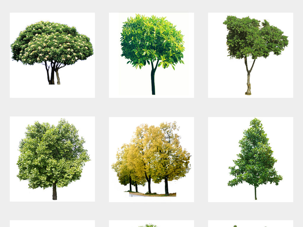50款园林景观后期绿化大树树木植物免扣PNG