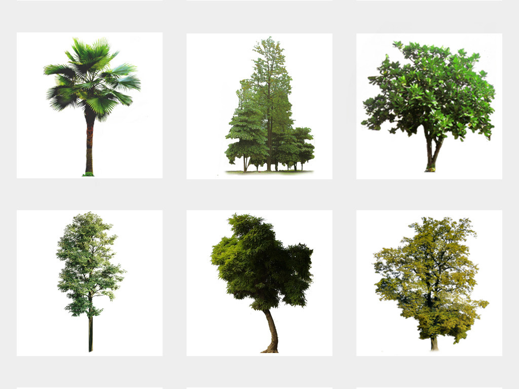50款园林景观后期绿化大树树木植物免扣PNG素材