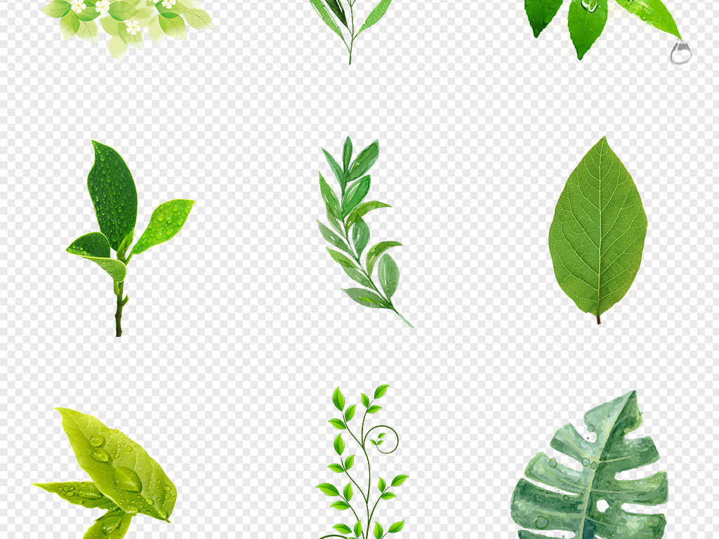 50款清新手绘插画水彩绿植叶子png素材图片