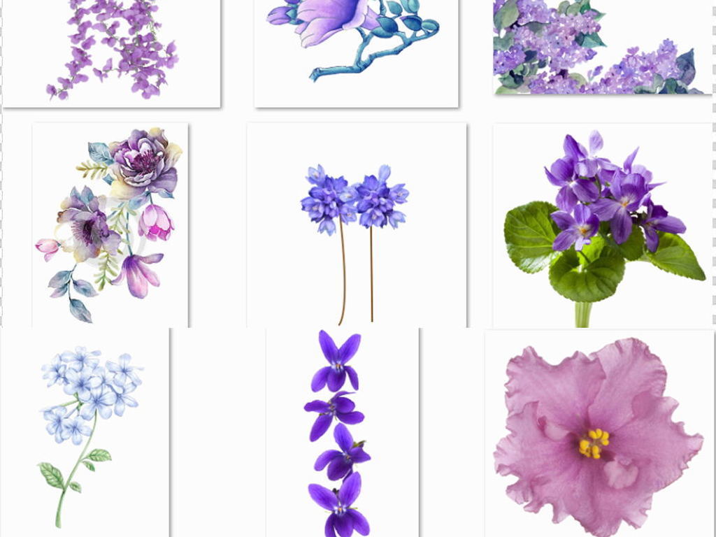 景观植物紫罗兰紫色花朵春天自然花卉PNG