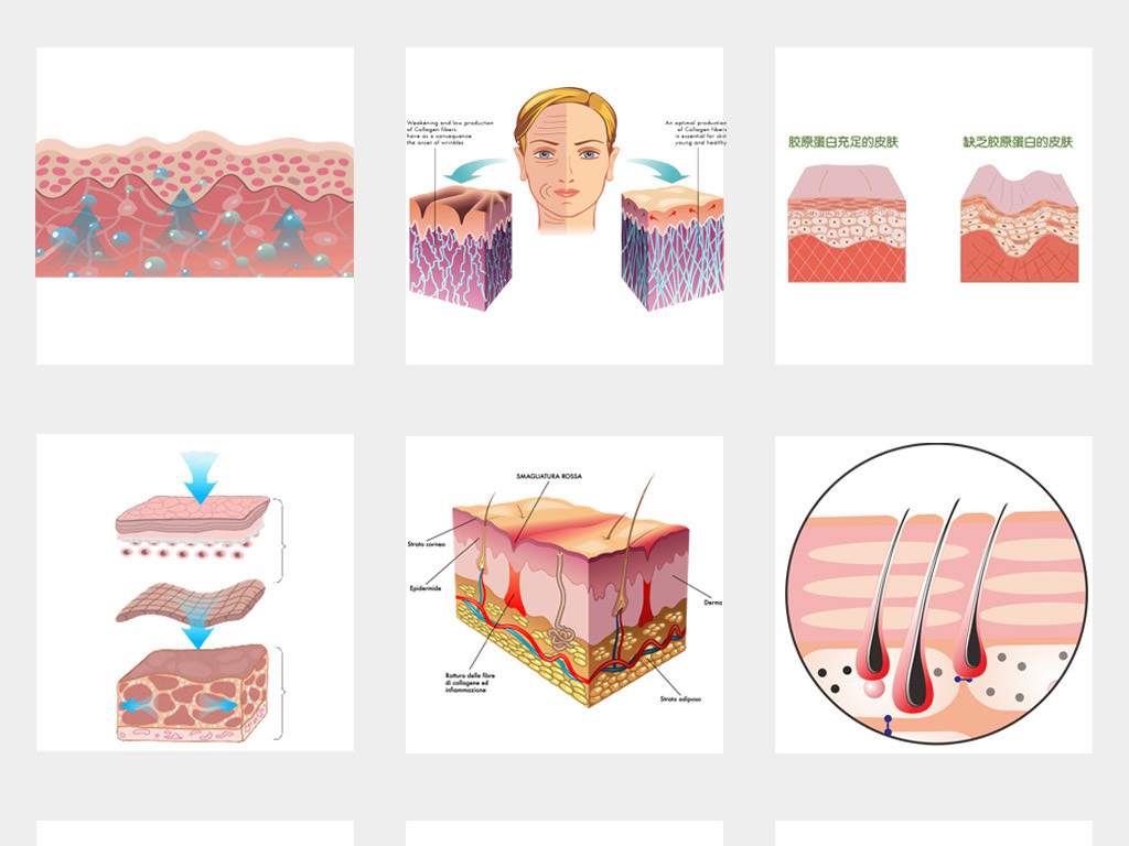 50款皮肤层结构细胞组织护肤品保养PNG素材