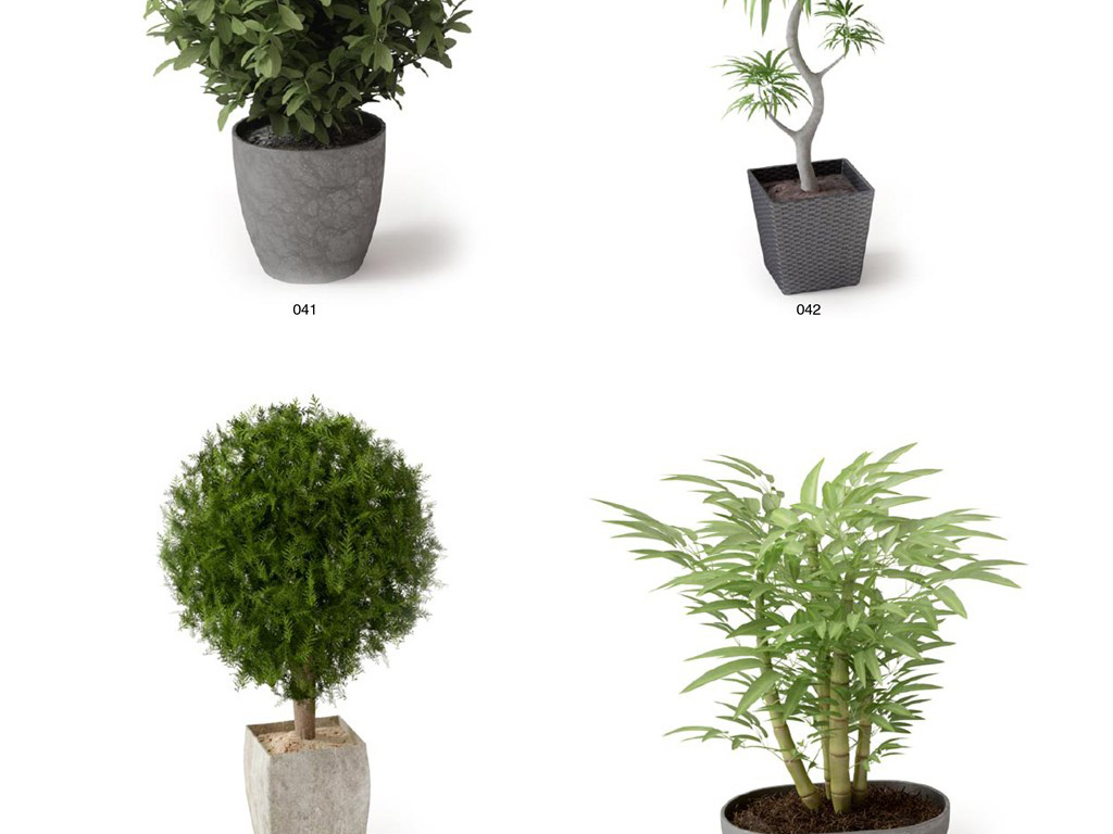 盆栽植物大全 17696932-a72097bafd25b272c8cfc3da65f4630b-2.jpg