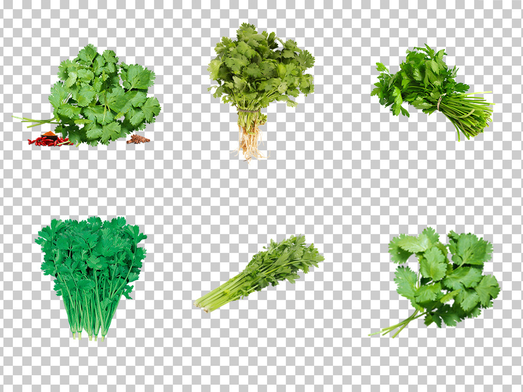0723香菜调料蔬菜绿色新鲜香菜美味香菜素材免抠