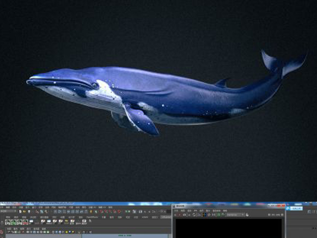 影视级蓝鲸鱼写实蓝鲸鲸鱼带动画