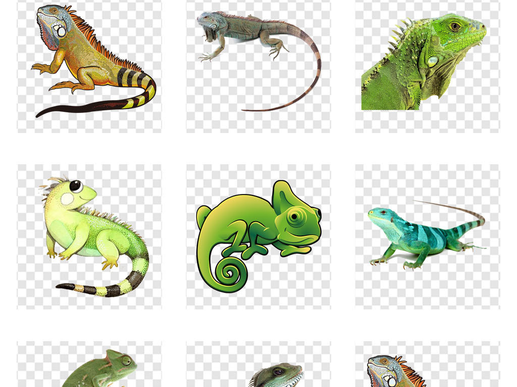 宠物店活物蜥蜴动物海报详情页png素材