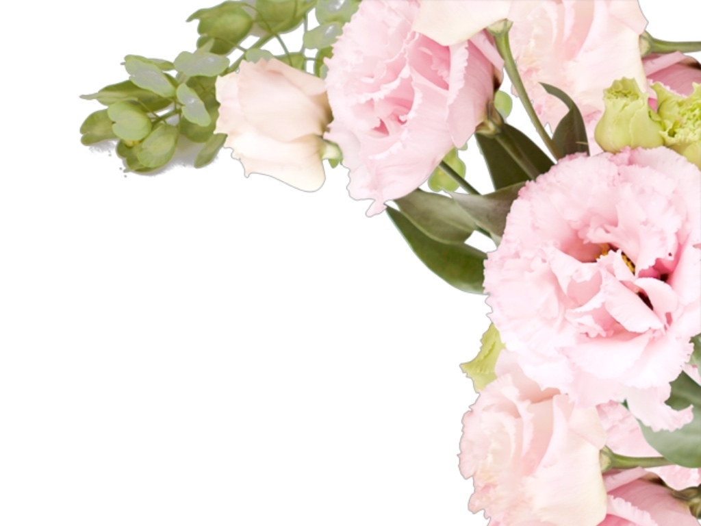 粉色玫瑰花小清新背景花卉素材png直接使用