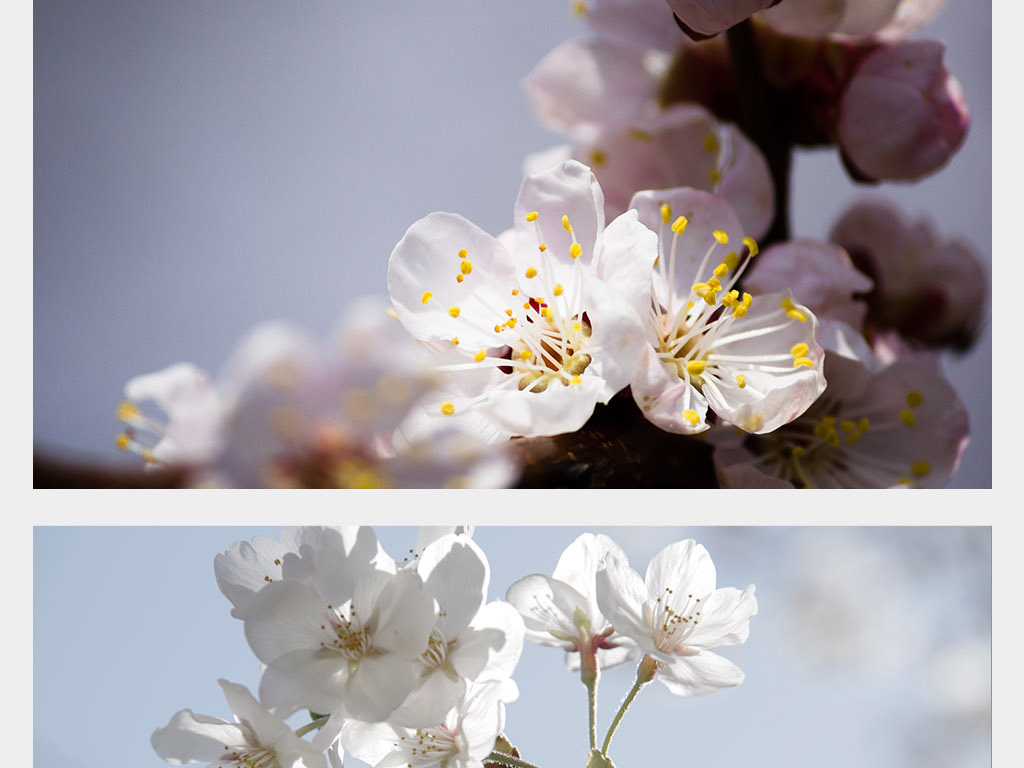樱花美丽鲜花花朵花卉花蕊花蕾高清摄影图