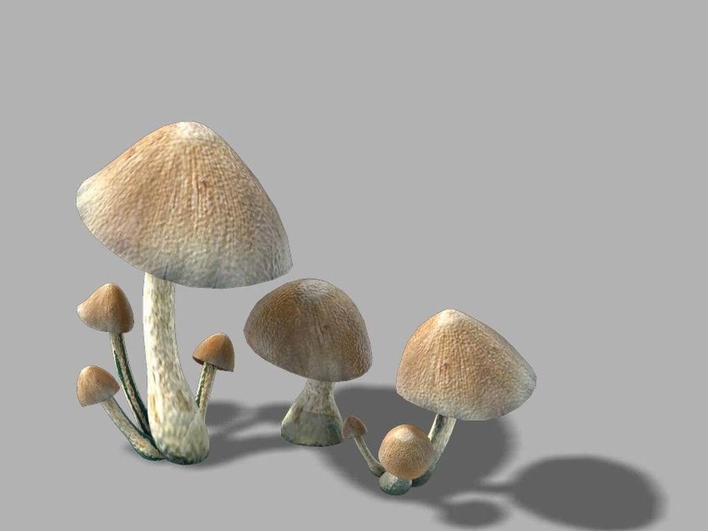 蘑菇蘑菇正版 完整 18444317-f2b866e964a79ef2920ae638c0bd9be1-0.jpg