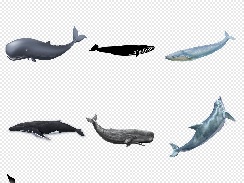 鲸鱼视频大全海底世界 18555133-cb1f1091982df976867deeb6762a08da-0.jpg