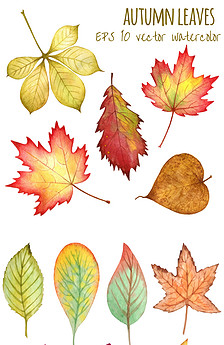 秋天树叶红色果实矢量素材图片设计_高清其他