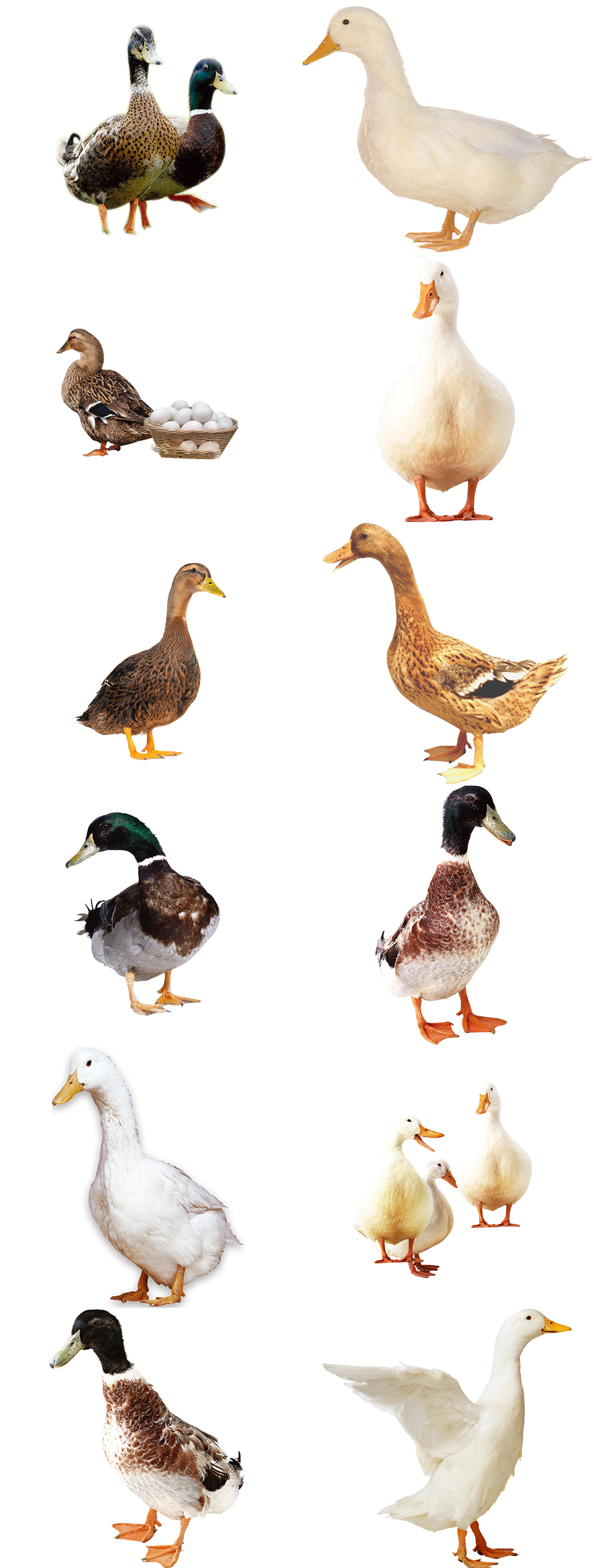 各种鸭子图片免抠png透明素材