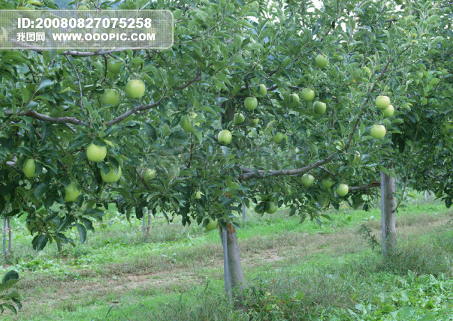 jpg 收获季节瓜果 苹果 绿苹果 苹果树图片设计