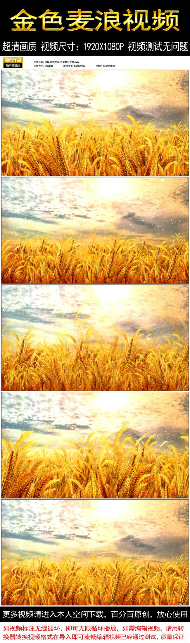 风吹麦浪金色麦浪小麦视频