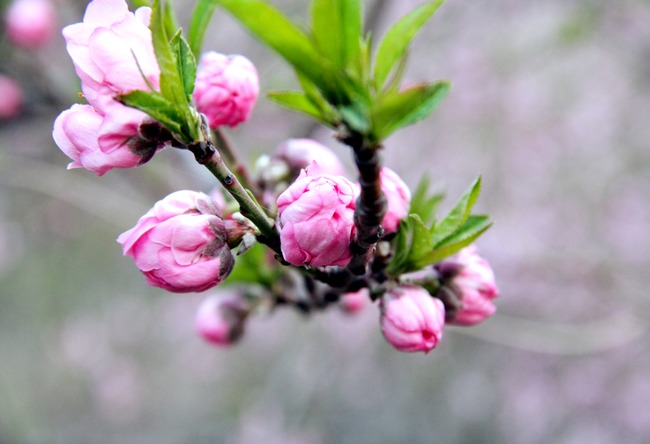 桃花花蕾特写三联无框画客厅餐厅无框画