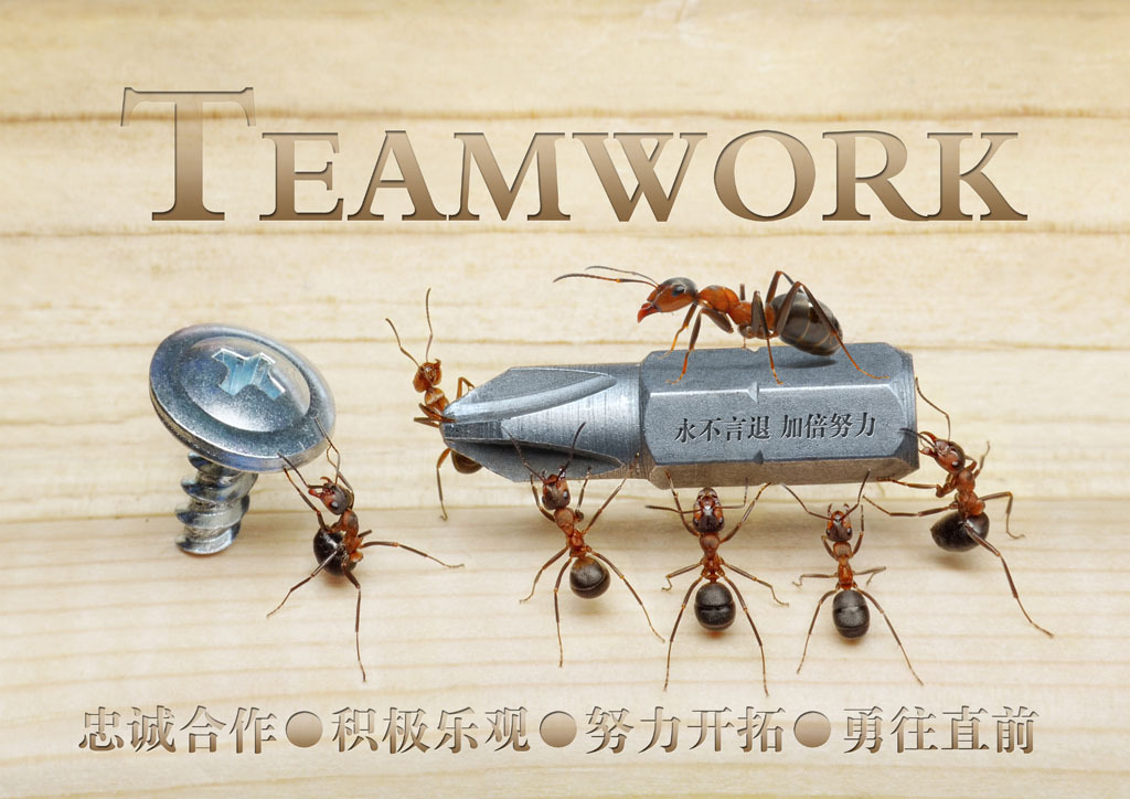 蚂蚁精神_蚂蚁的精神